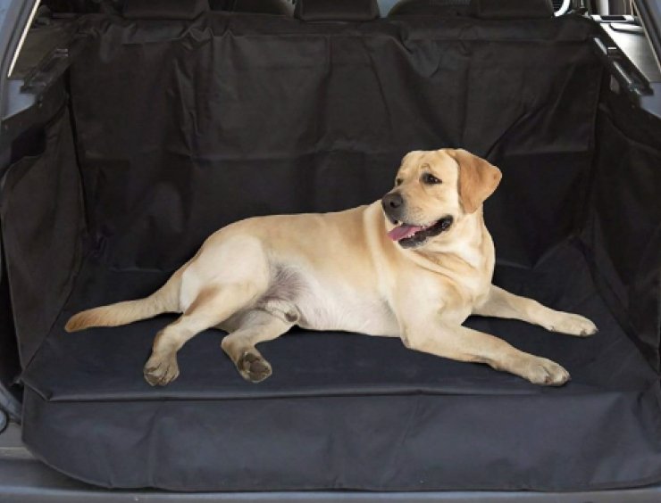 cane a riposo nel portabagagli