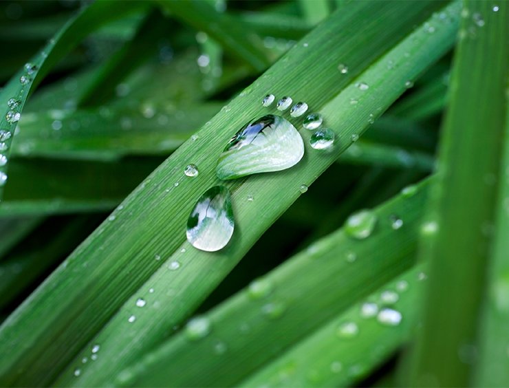 impronta d'acqua su d'un filo d'erba